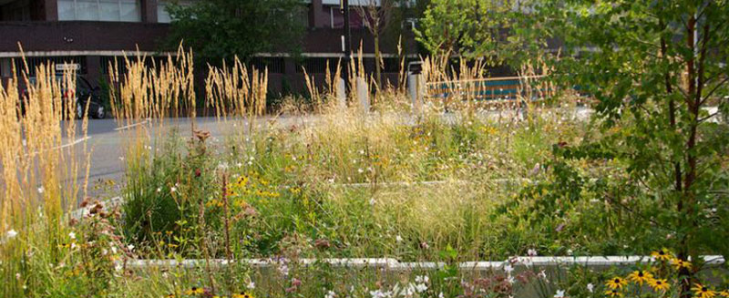 Description HereRain gardens